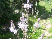 045 Blumen am Monte Nai